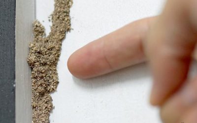 7 Tips Mudah Mendeteksi Rumah Rayap di Sekitar Hunian Anda, Wajib Diperhatikan!